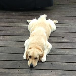 Meet your Posher, Herbert